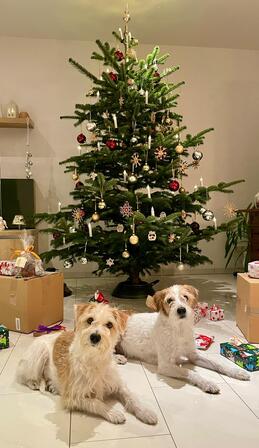 Cataleya & Kabou unterm Weihnachtsbaum